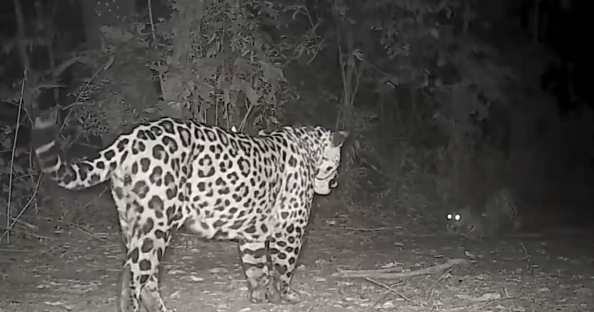 Cámaras trampa captaron a la yaguareté Apepú jugando con su cachorro en el Parque Nacional Iguazú