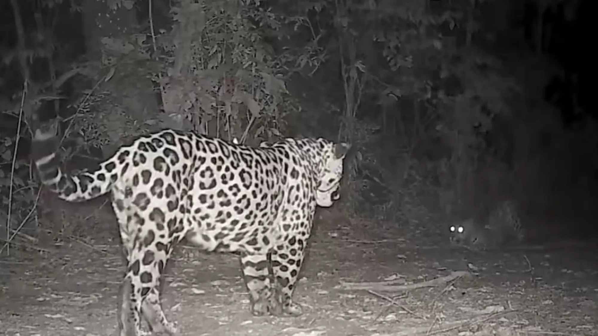 Cámaras trampa captaron a la yaguareté Apepú jugando con su cachorro en el Parque Nacional Iguazú