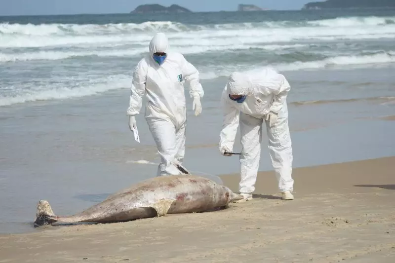 En lo que va del año encontraron 43 delfines muertos en Santa Catarina