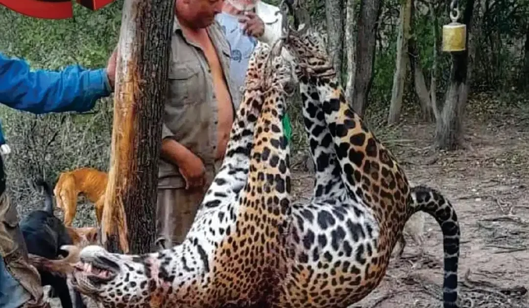 En Argentina condenaron a un hombre que cazó un yaguareté