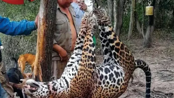 En Argentina condenaron a un hombre que cazó un yaguareté