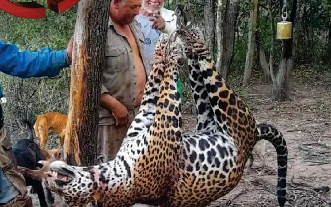 En Argentina condenaron a un hombre que cazó un yaguareté