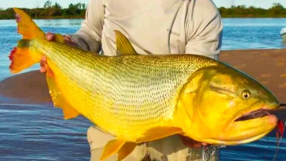 Refuerzan controles en el río Paraná ante la llegada a Paraguay de un enorme cardumen de dorados