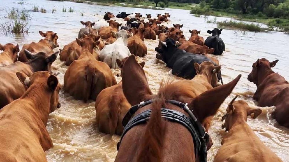 Misiones: asisten a 300 pequeños ganaderos afectados por la crecida del Paraná