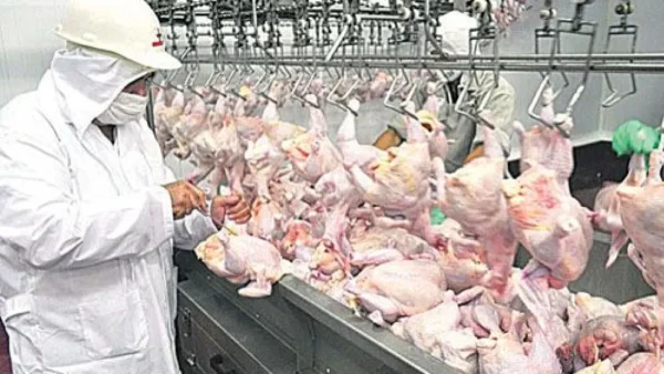 Paraguay suspende importación de aves desde Santa Catarina tras foco de Newcastle