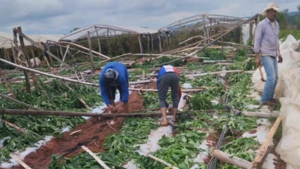 Caaguazú: más de 170 hectáreas de cultivos fueron dañadas por el temporal